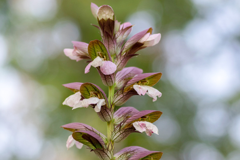 Acanthus hungaricus (Bear's Breech)